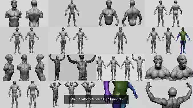Male Anatomy Models D 3D Model Collection