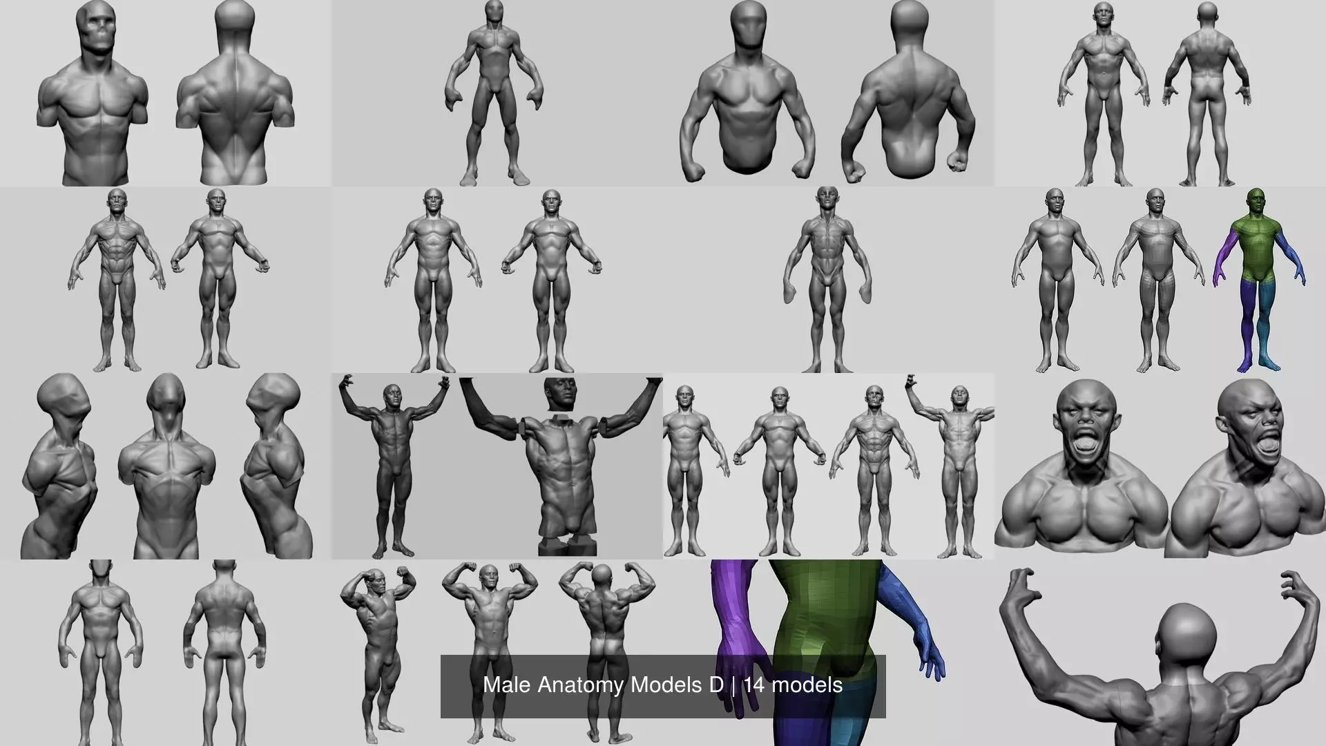 Male Anatomy Models D 3D Model Collection_0