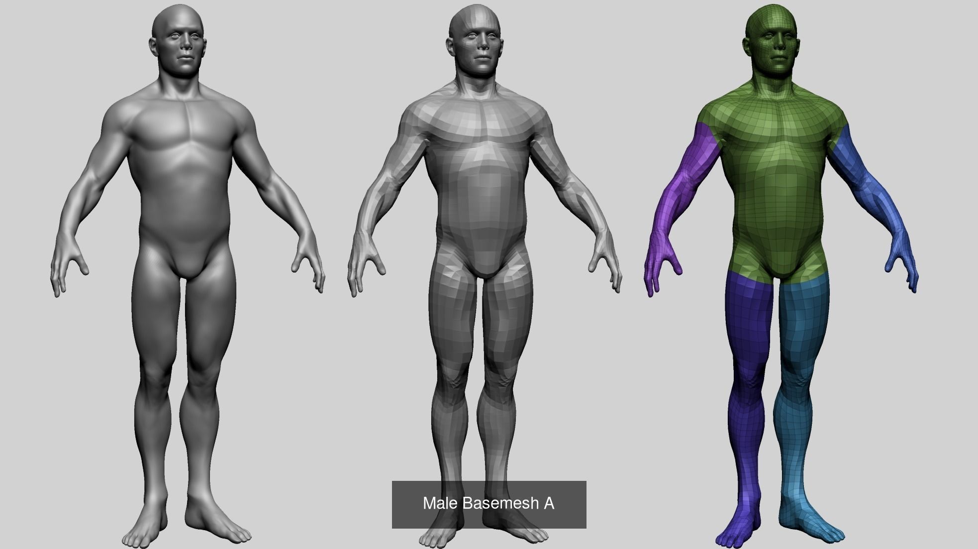 Male Anatomy Models D 3D Model Collection_8