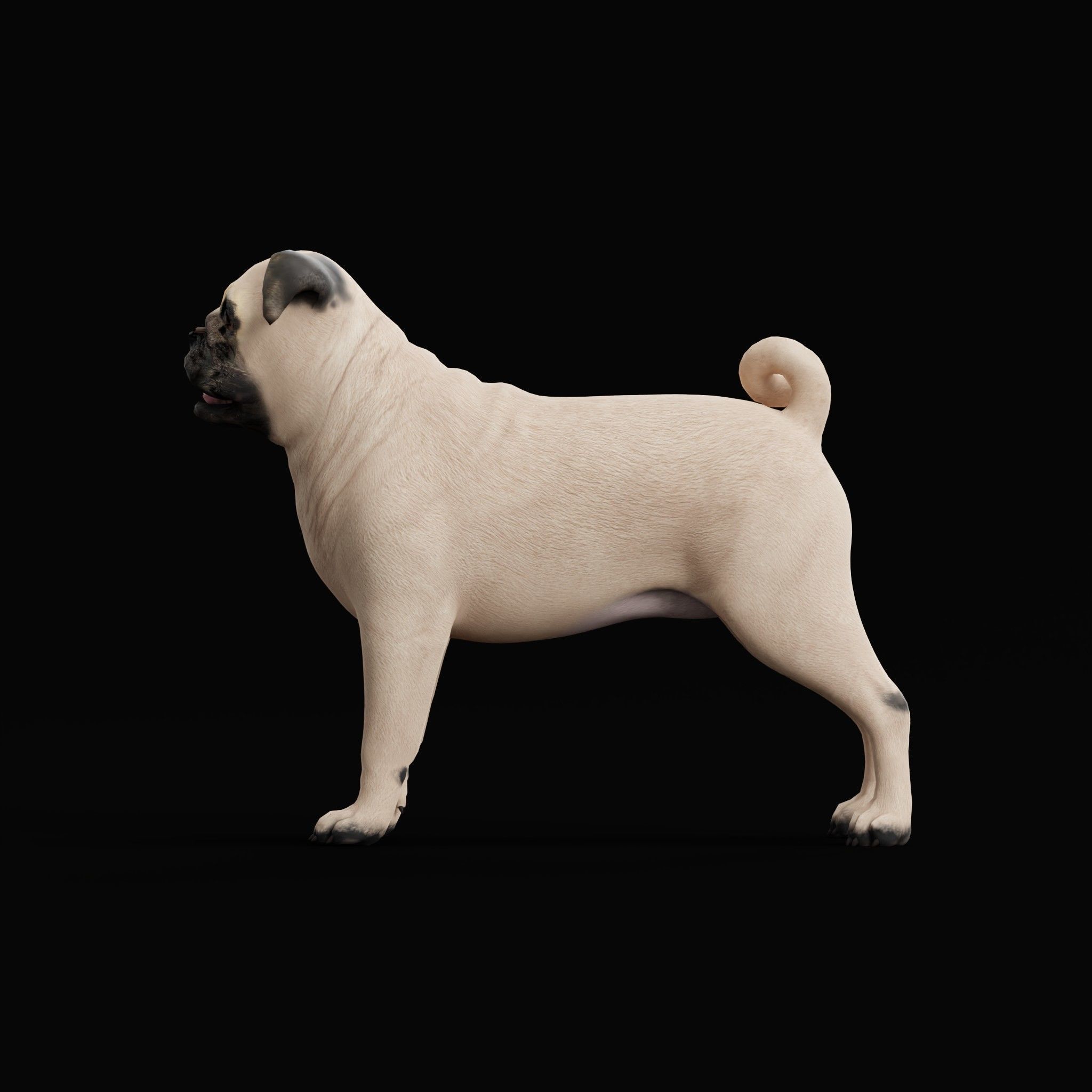 Pug Dog Breed Low-poly 3D model_4