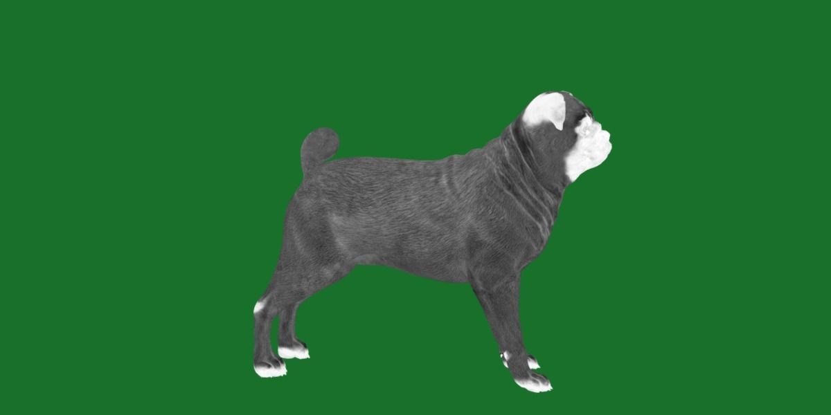 Pug Dog Breed Low-poly 3D model_28