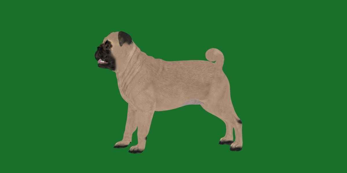 Pug Dog Breed Low-poly 3D model_23