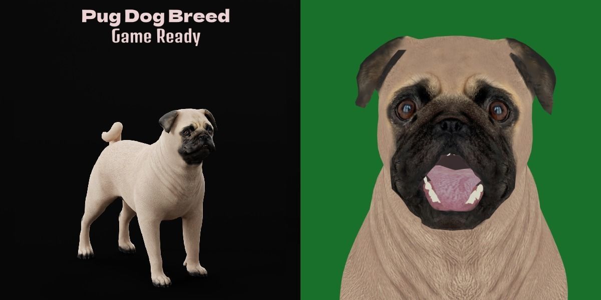 Pug Dog Breed Low-poly 3D model_2