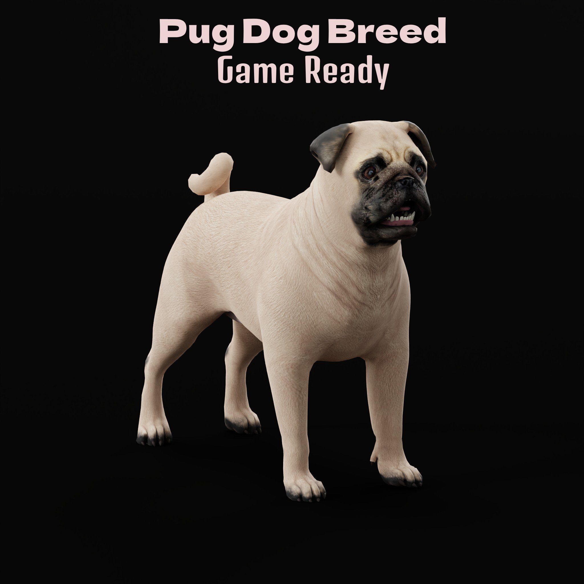 Pug Dog Breed Low-poly 3D model_6