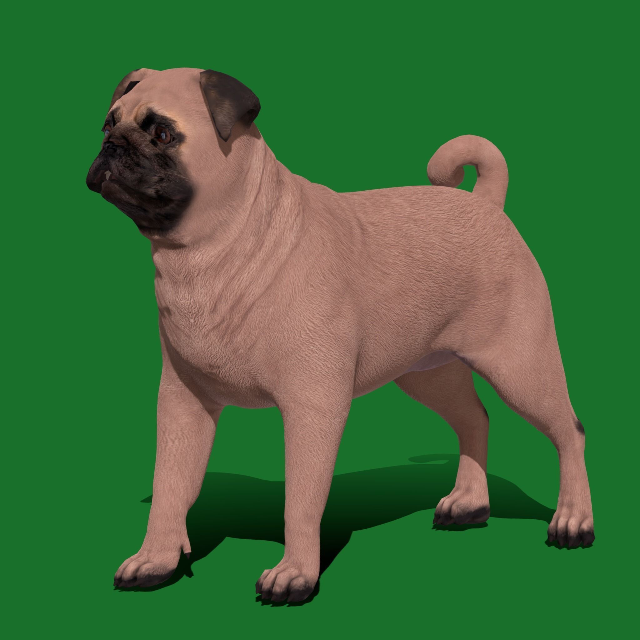 Pug Dog Breed Low-poly 3D model_21