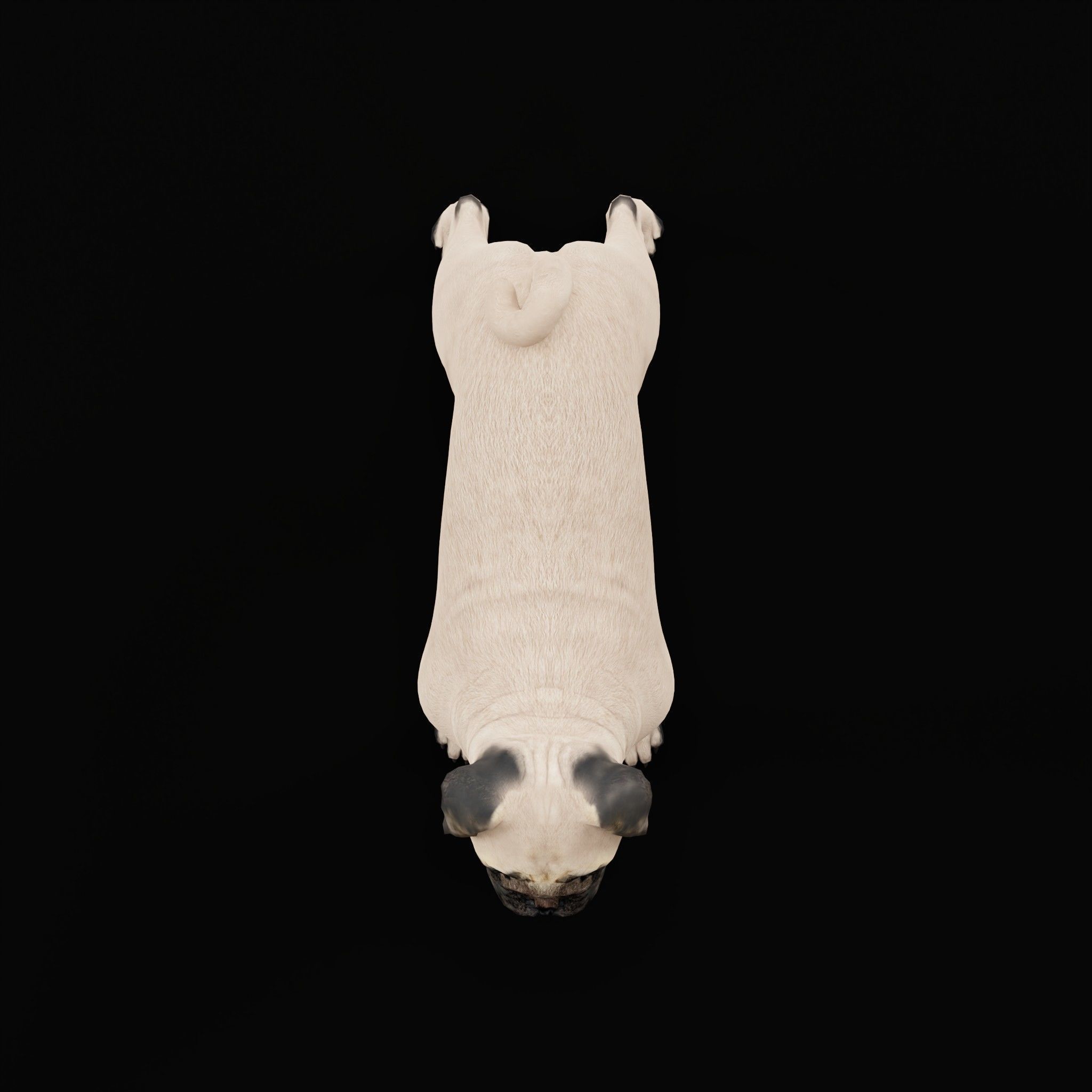 Pug Dog Breed Low-poly 3D model_5