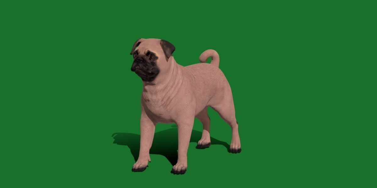 Pug Dog Breed Low-poly 3D model_29