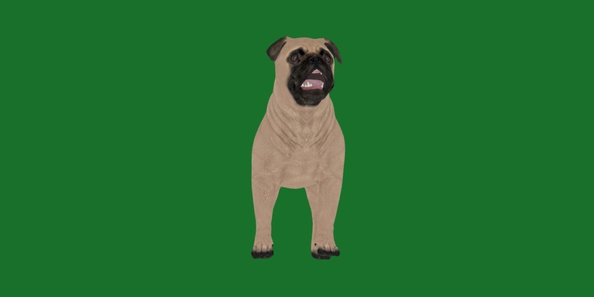 Pug Dog Breed Low-poly 3D model_24