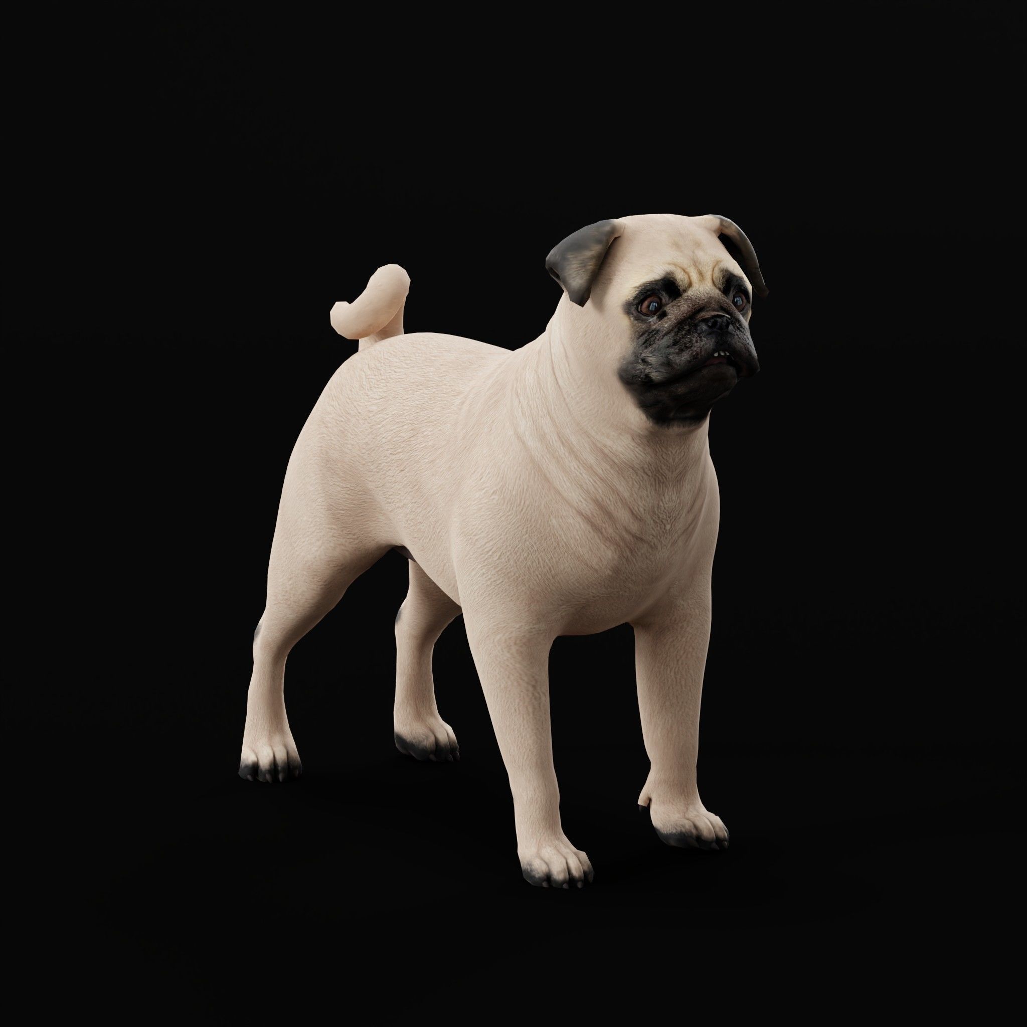 Pug Dog Breed Low-poly 3D model_30