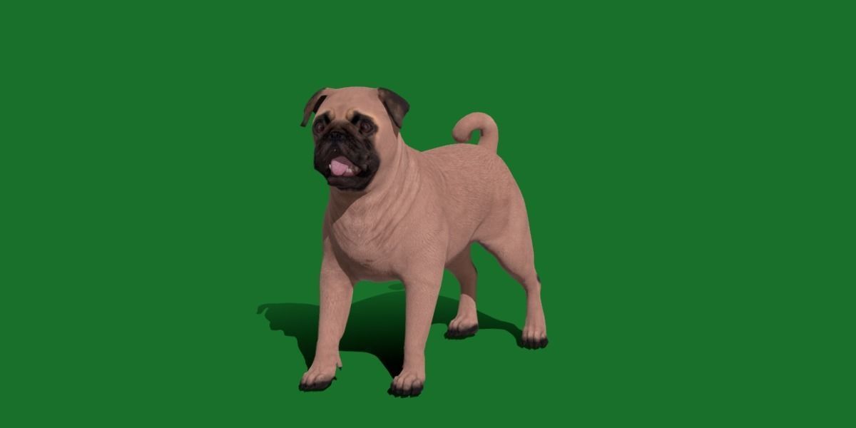 Pug Dog Breed Low-poly 3D model_7