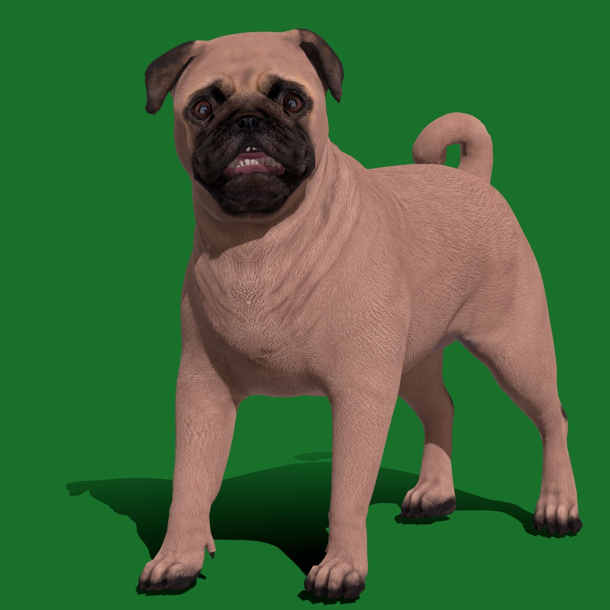 Pug Dog Breed Low-poly 3D model_20