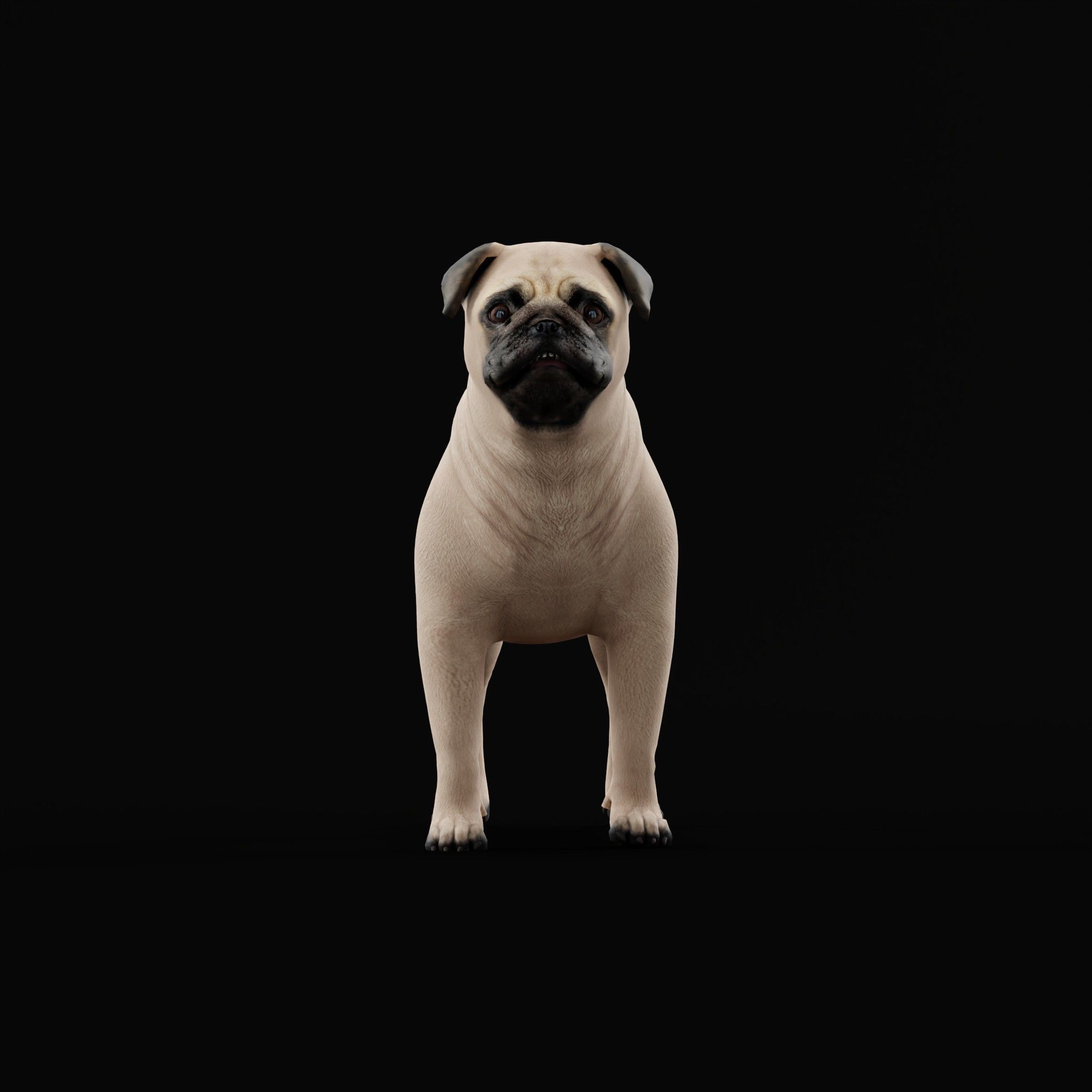 Pug Dog Breed Low-poly 3D model_31