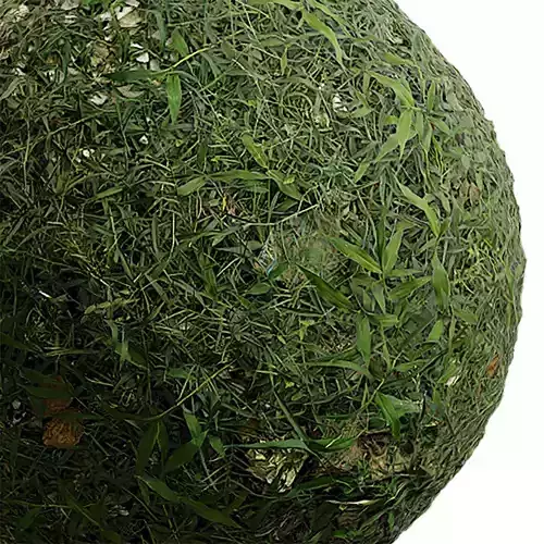 Grass Seamless Texture 2K - EXR 5 - JPG 5 Texture Texture