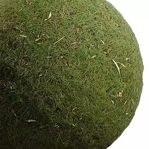 Grass Seamless Texture 2K - EXR 5 - JPG 5 Texture