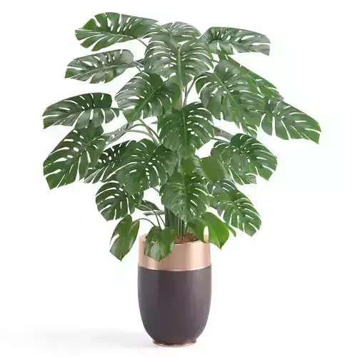 Indoor Plant Monstera Deliciosa set07