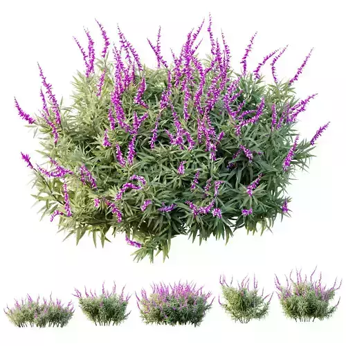 HQ Plants Salvia Leucantha Mexican Sage Santa Barbara 3D model