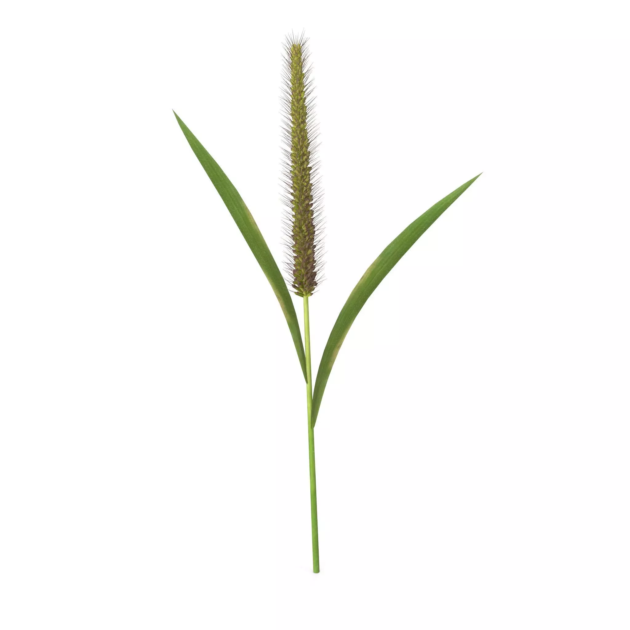 Grass Giant Foxtail straight 3D model_0
