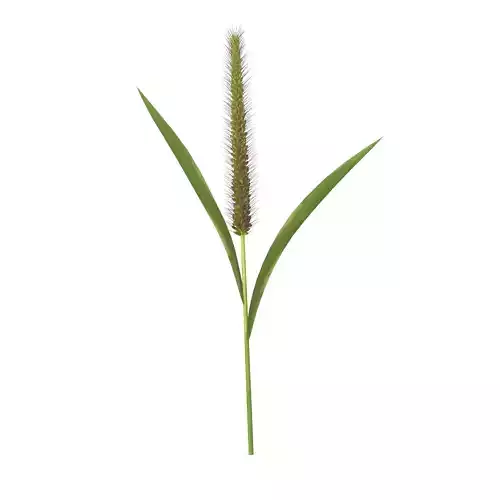Grass Giant Foxtail straight