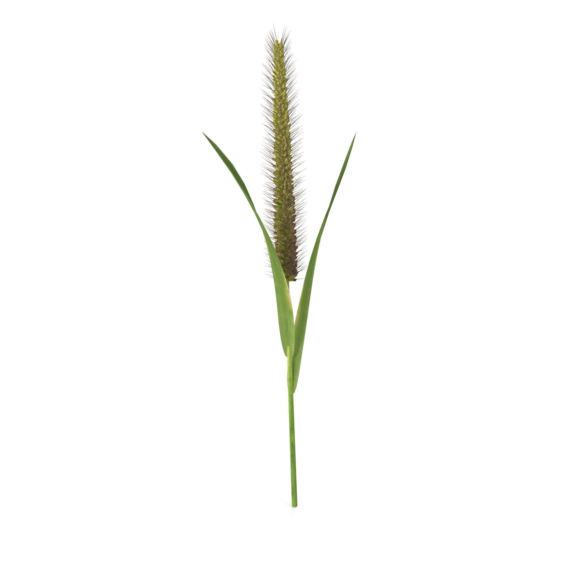Grass Giant Foxtail straight 3D model_2