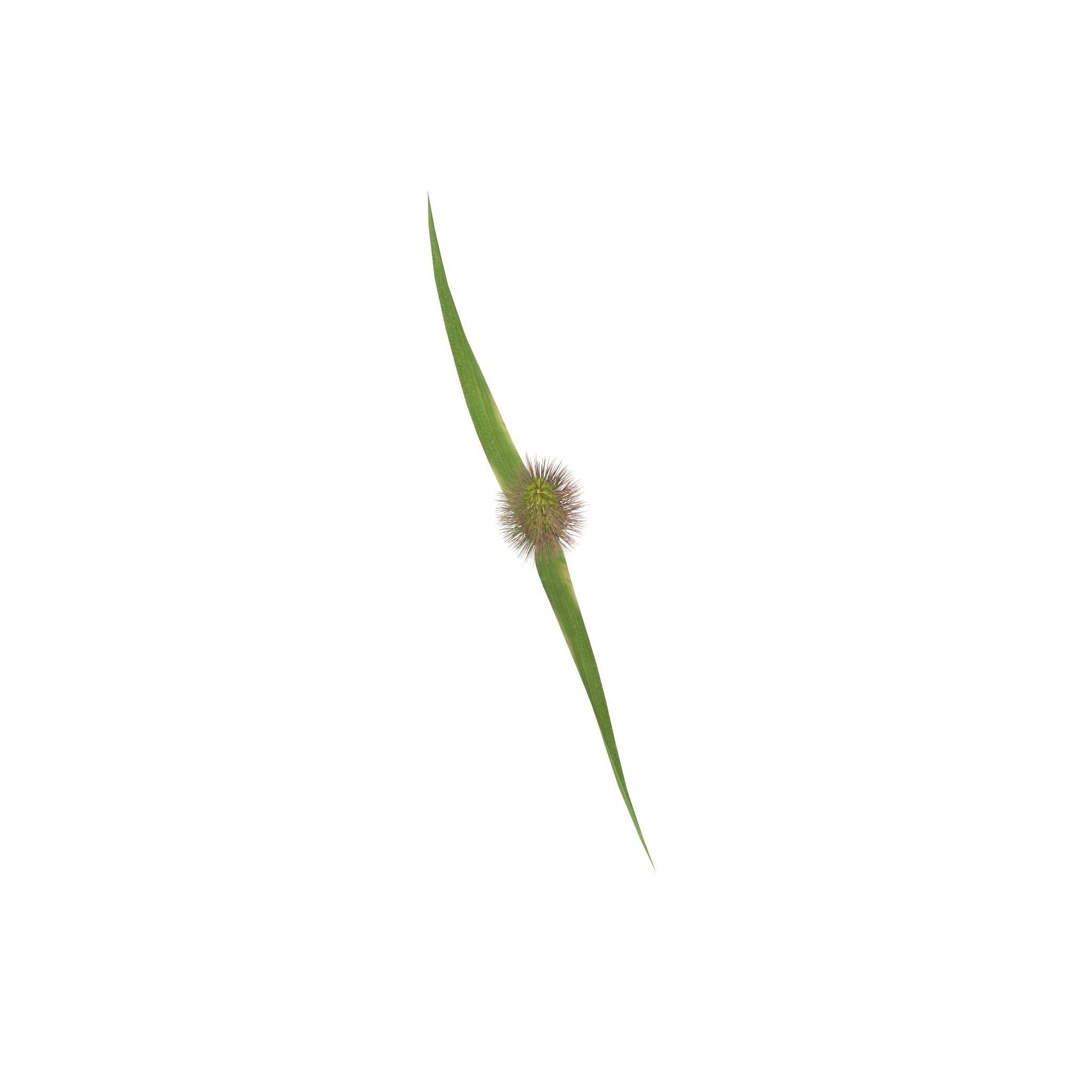 Grass Giant Foxtail straight 3D model_3