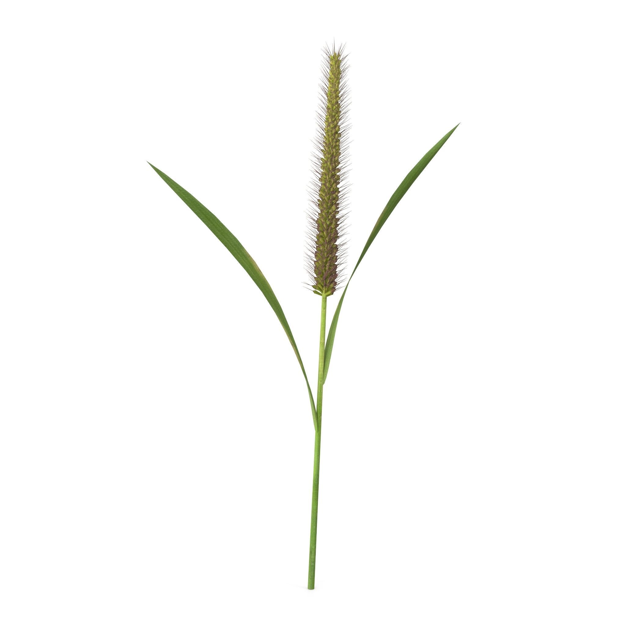 Grass Giant Foxtail straight 3D model_5