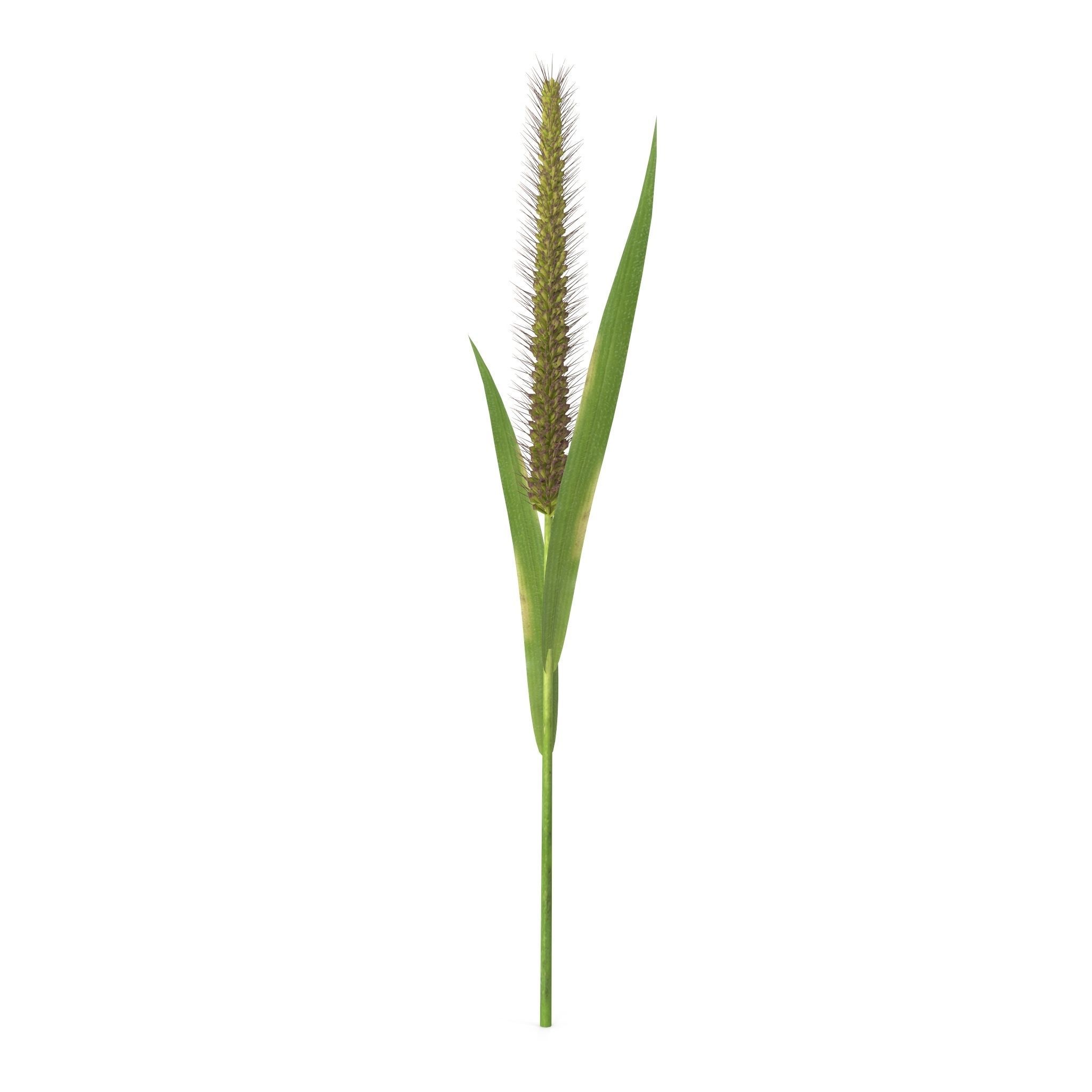 Grass Giant Foxtail straight 3D model_7