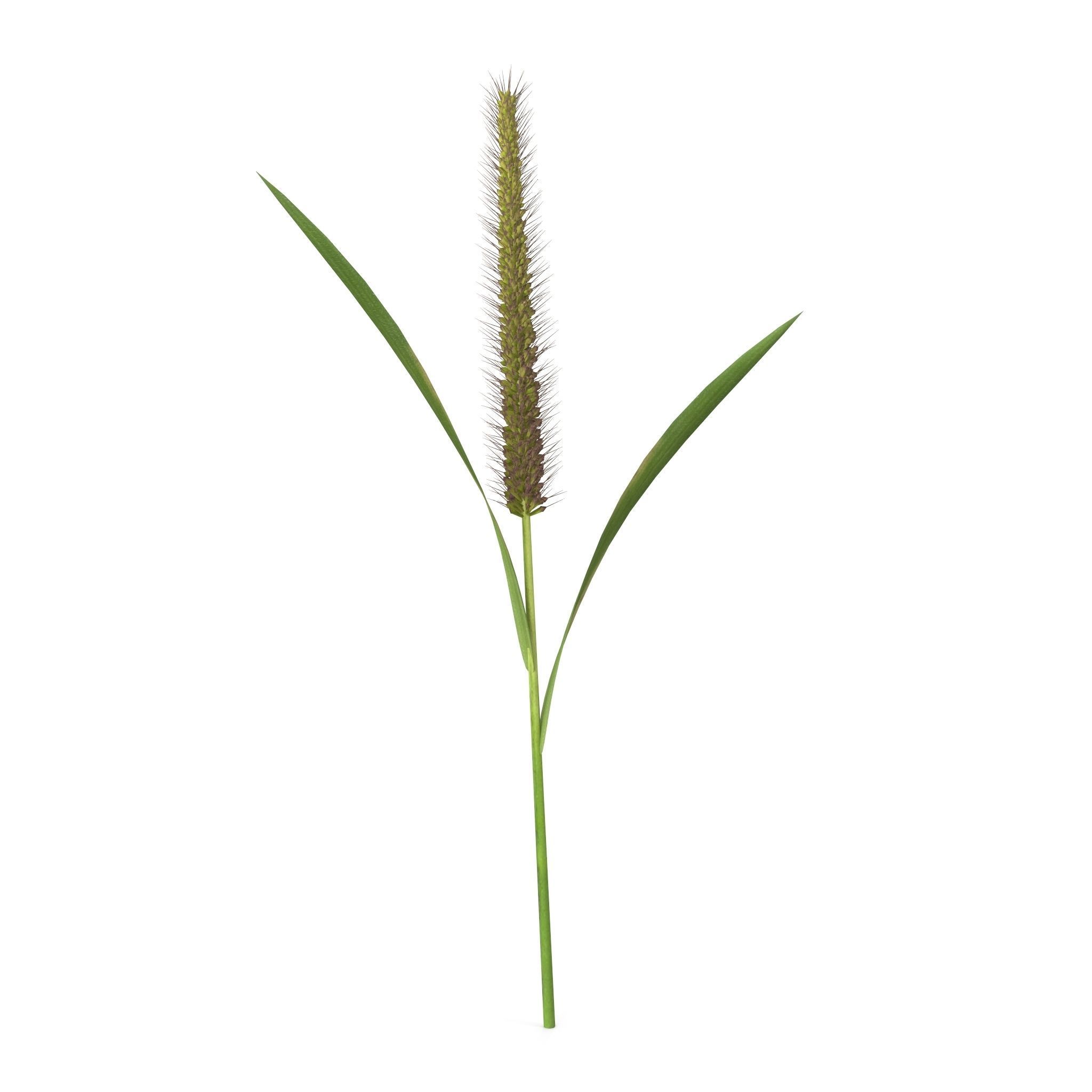Grass Giant Foxtail straight 3D model_6