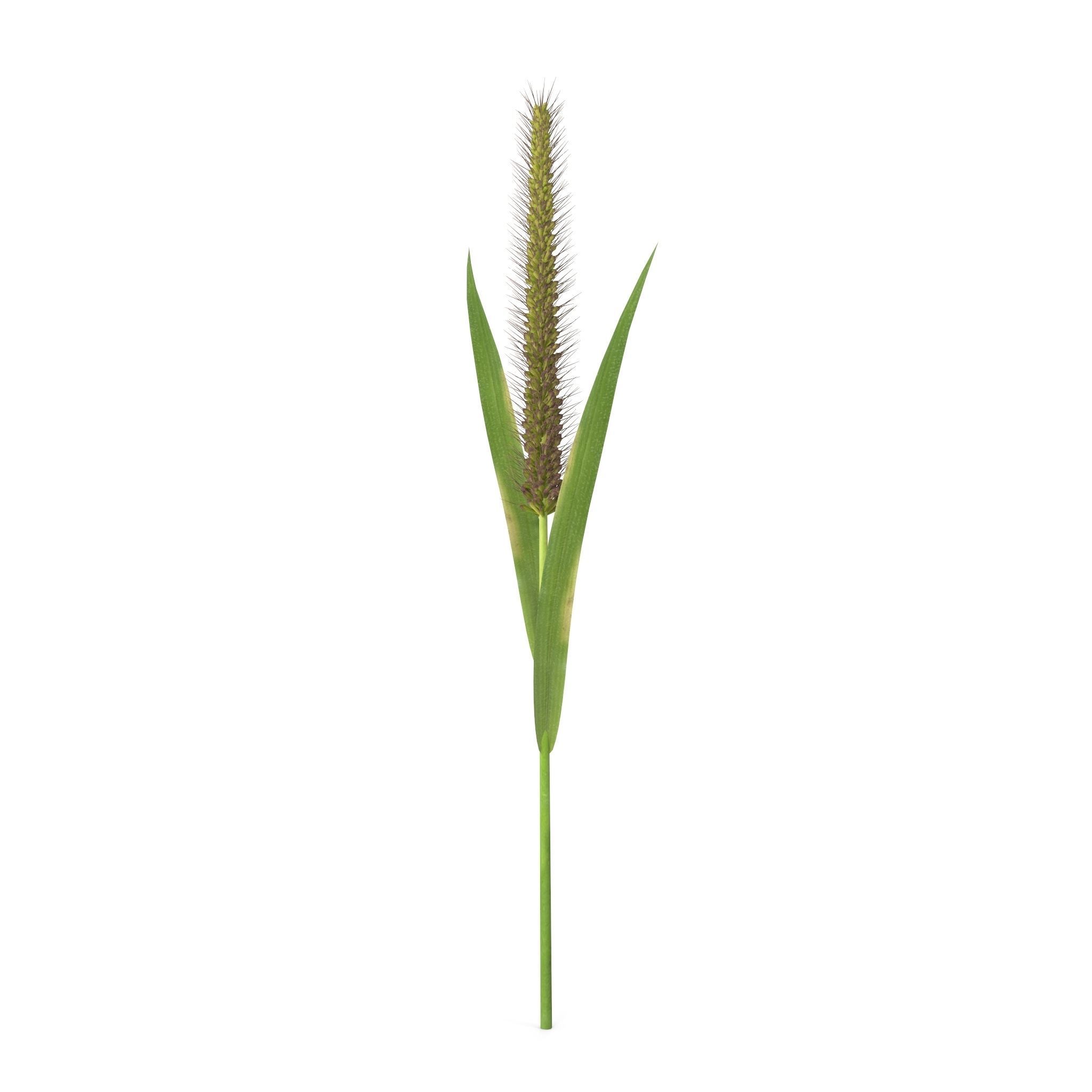 Grass Giant Foxtail straight 3D model_4