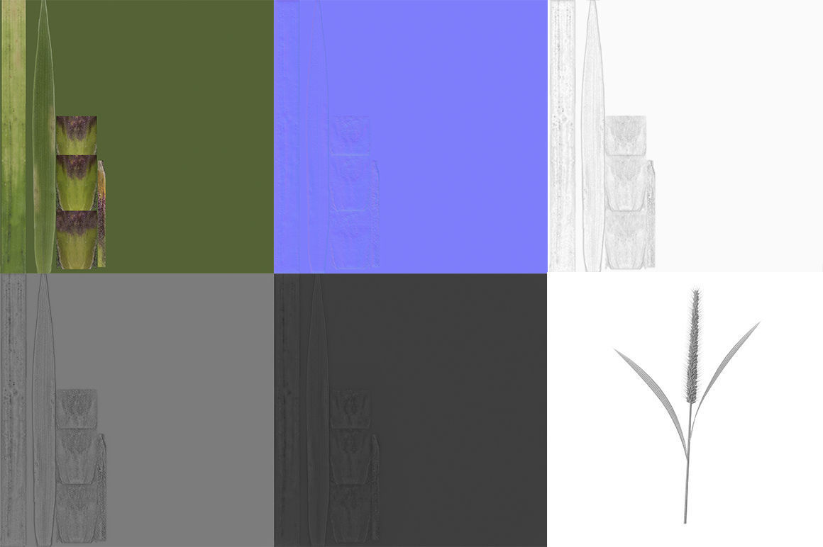 Grass Giant Foxtail straight 3D model_8