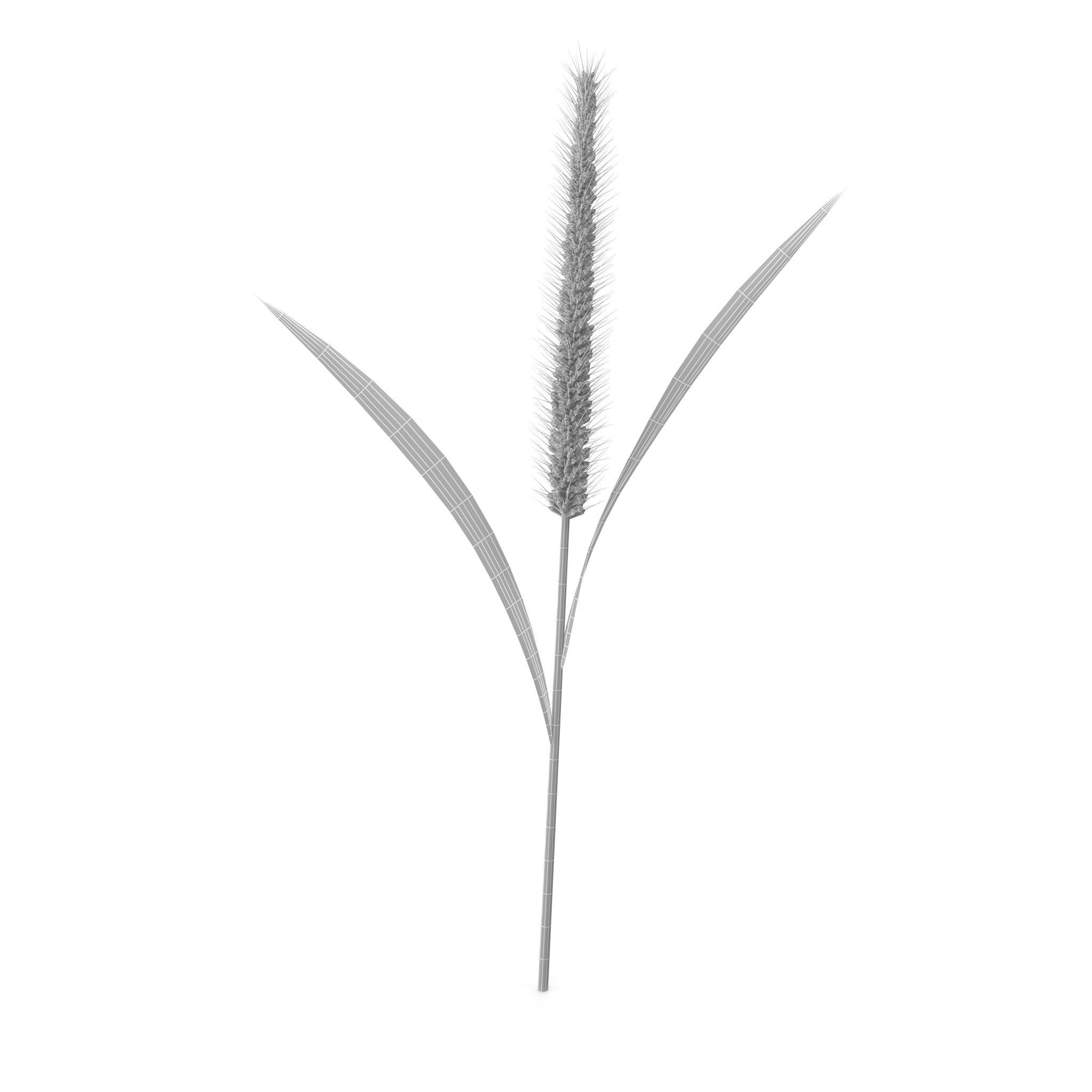 Grass Giant Foxtail straight 3D model_9