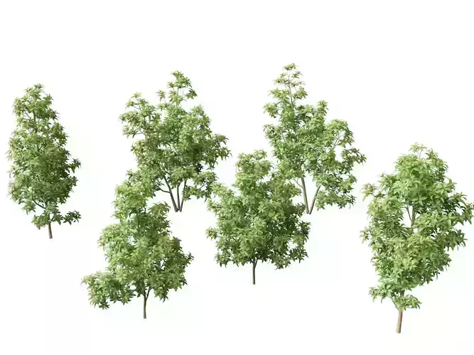 Magnolia virginiana Northern Belle 3D model