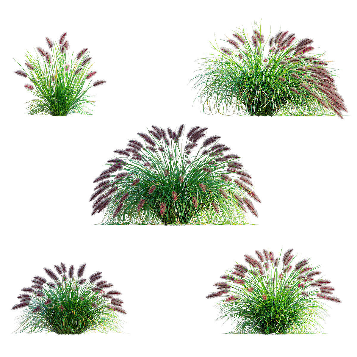 Pennisetum alopecuroides Red Head 3D model_2