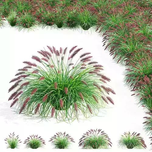 Pennisetum alopecuroides Red Head