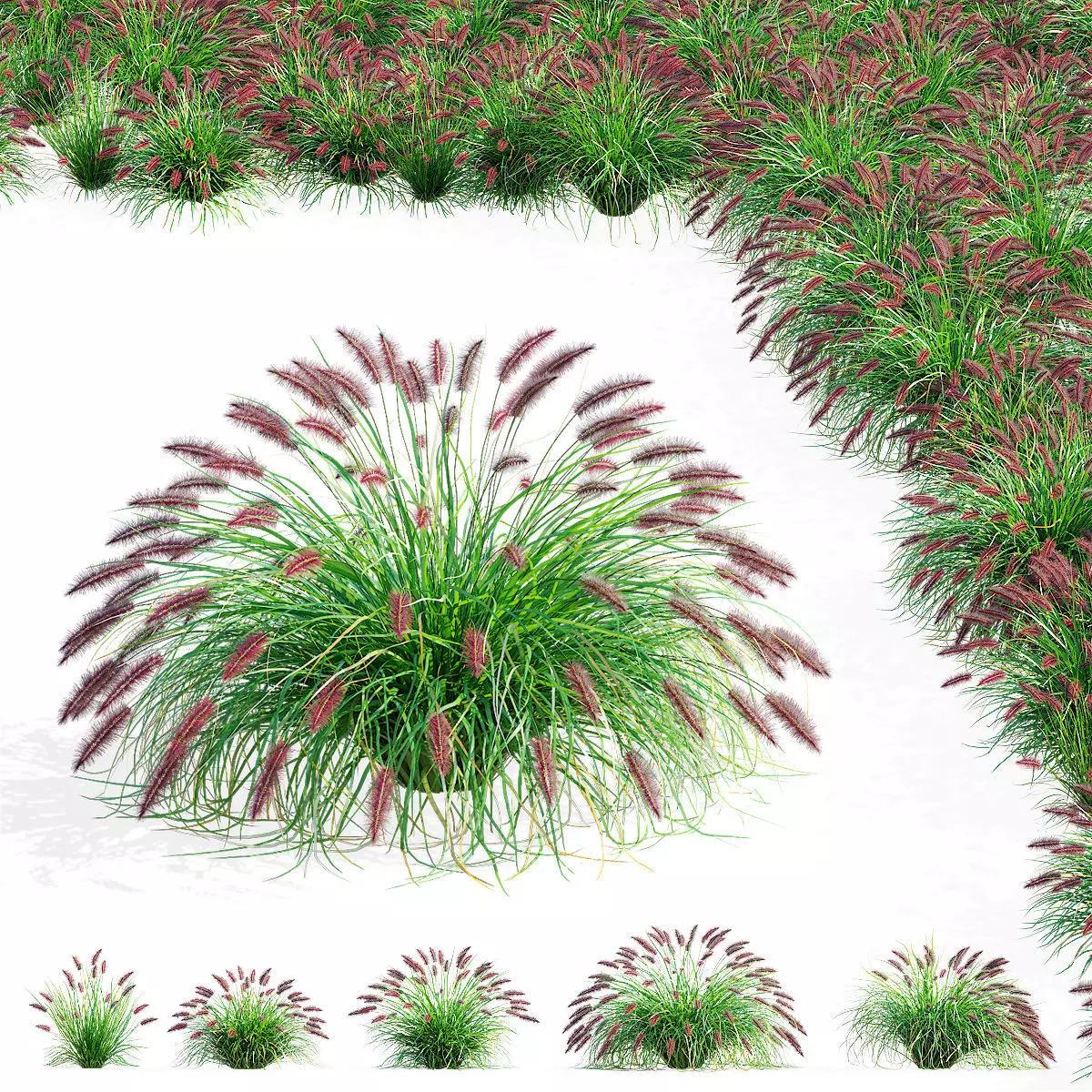 Pennisetum alopecuroides Red Head 3D model_0