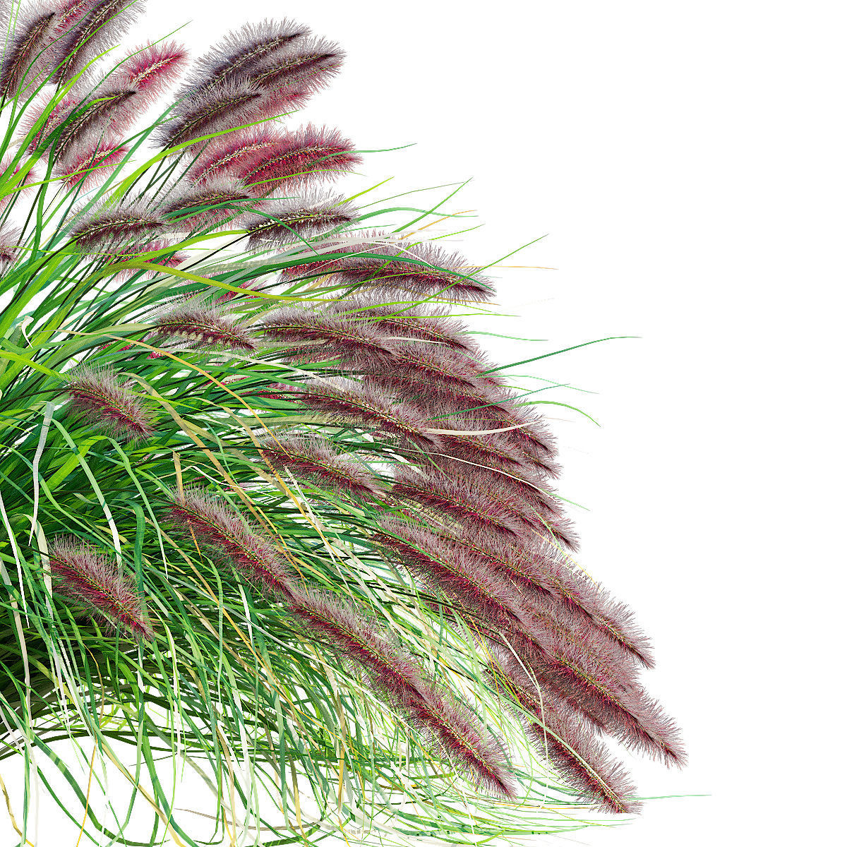 Pennisetum alopecuroides Red Head 3D model_1