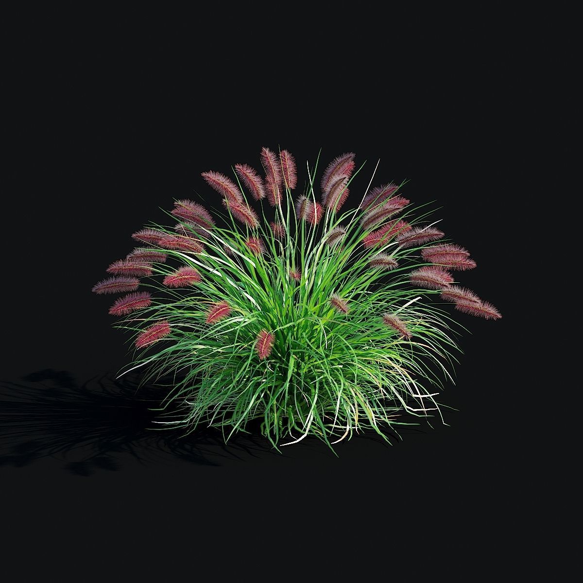 Pennisetum alopecuroides Red Head 3D model_8