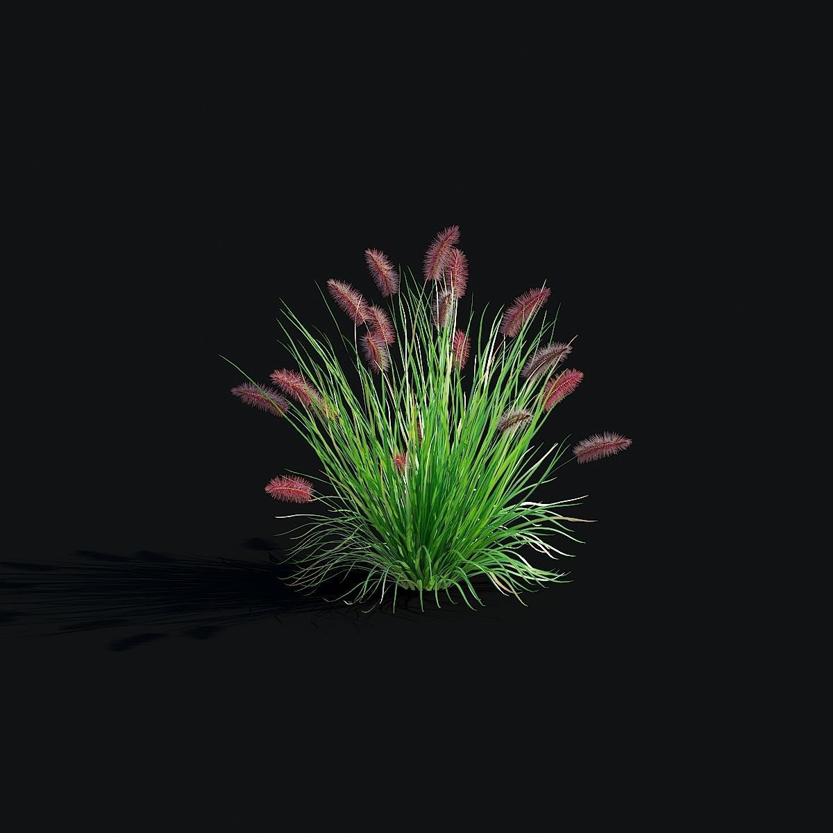 Pennisetum alopecuroides Red Head 3D model_10