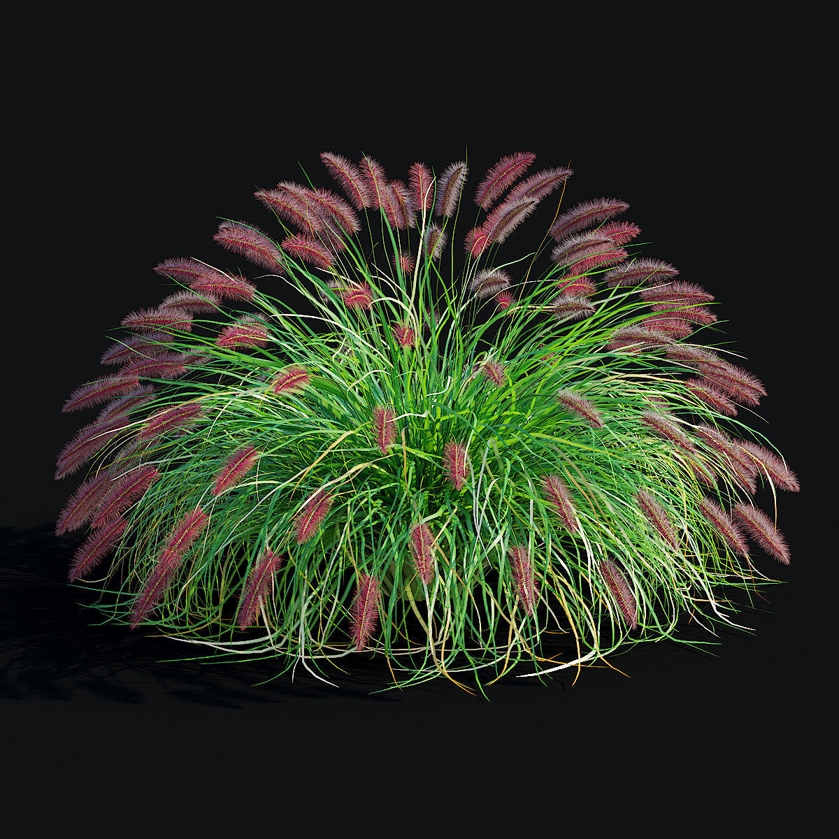 Pennisetum alopecuroides Red Head 3D model_6
