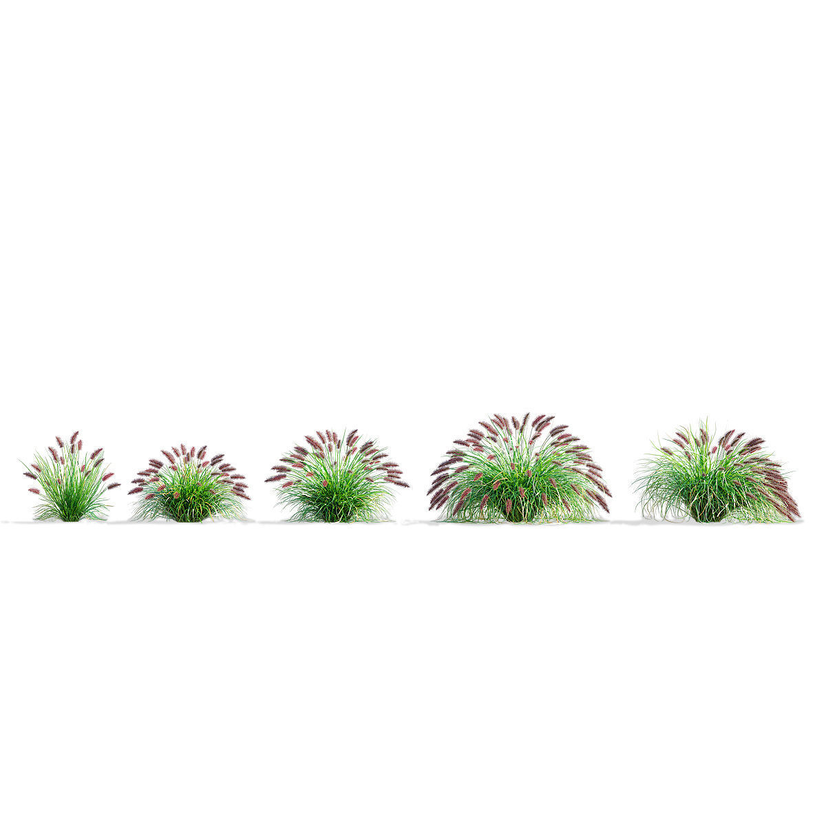 Pennisetum alopecuroides Red Head 3D model_4