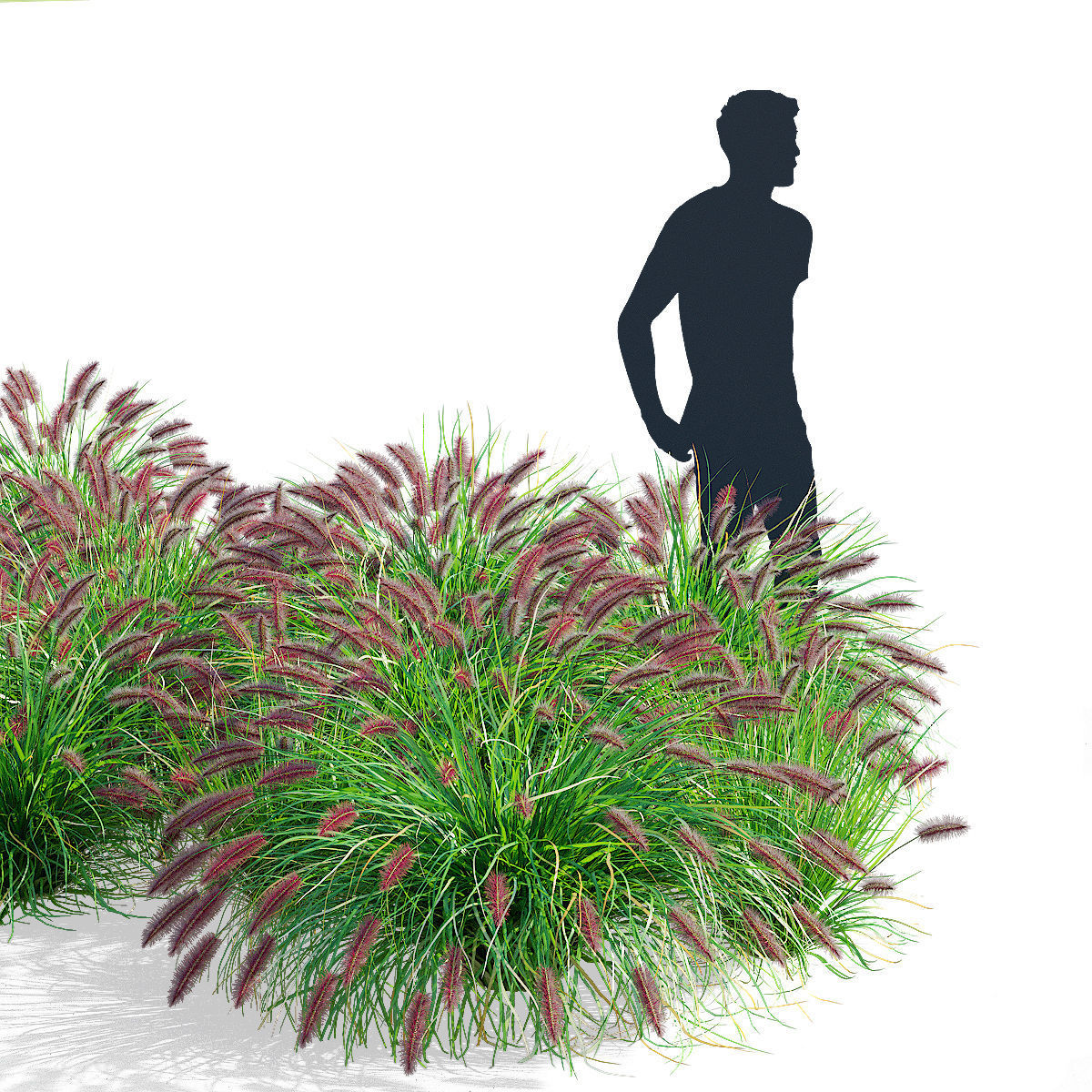 Pennisetum alopecuroides Red Head 3D model_3