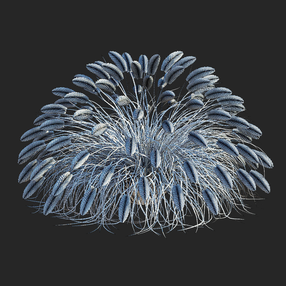 Pennisetum alopecuroides Red Head 3D model_5