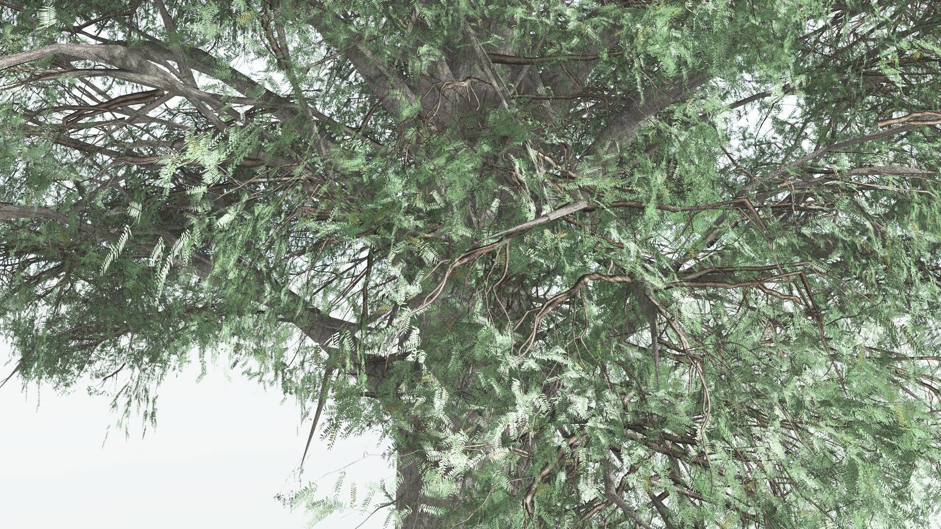 EVERYPlant Kauri 1 --12 Models-- 3D model_23