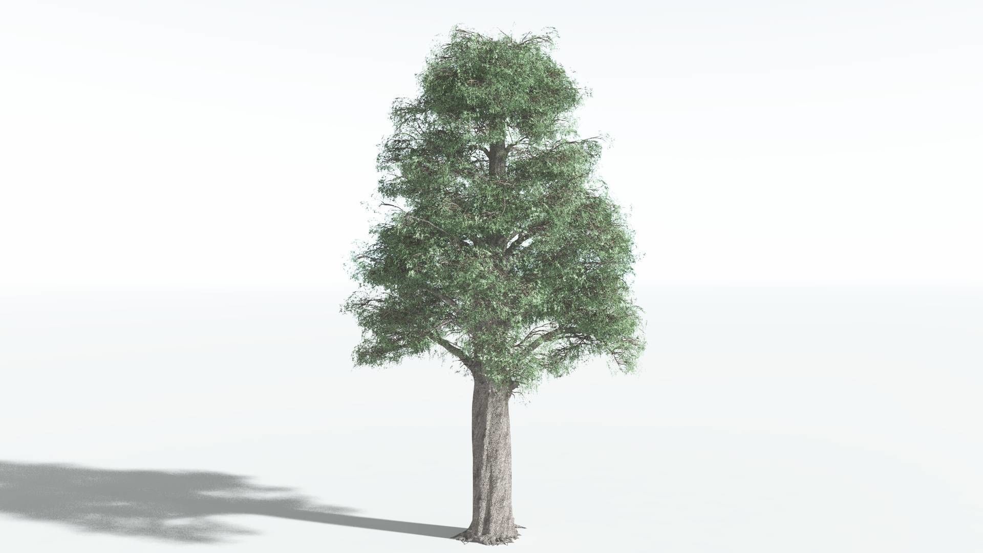 EVERYPlant Kauri 1 --12 Models-- 3D model_4
