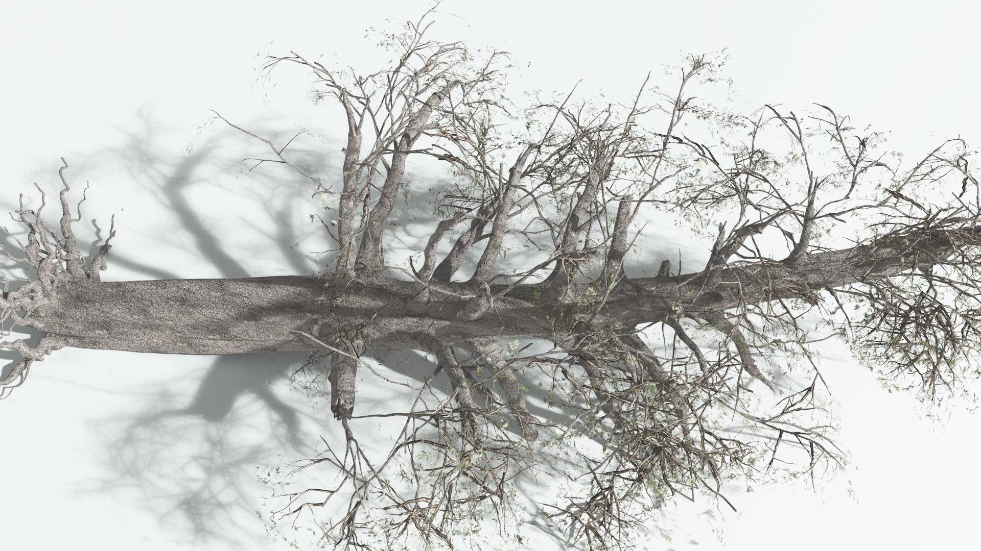 EVERYPlant Kauri 1 --12 Models-- 3D model_13