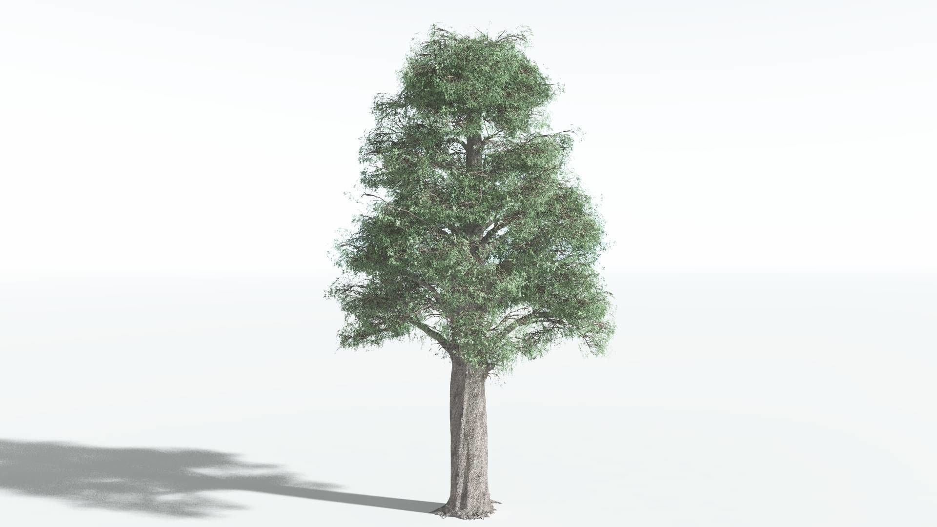 EVERYPlant Kauri 1 --12 Models-- 3D model_2
