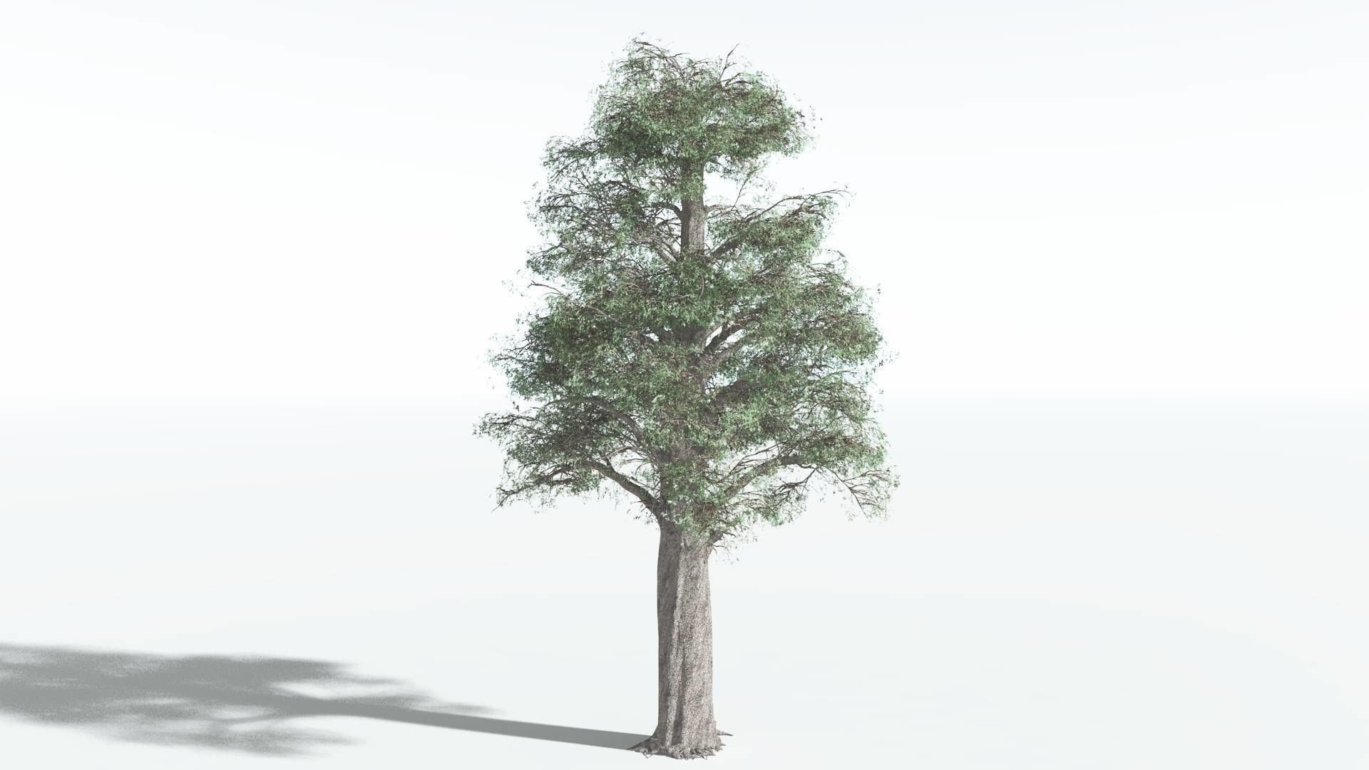 EVERYPlant Kauri 1 --12 Models-- 3D model_6