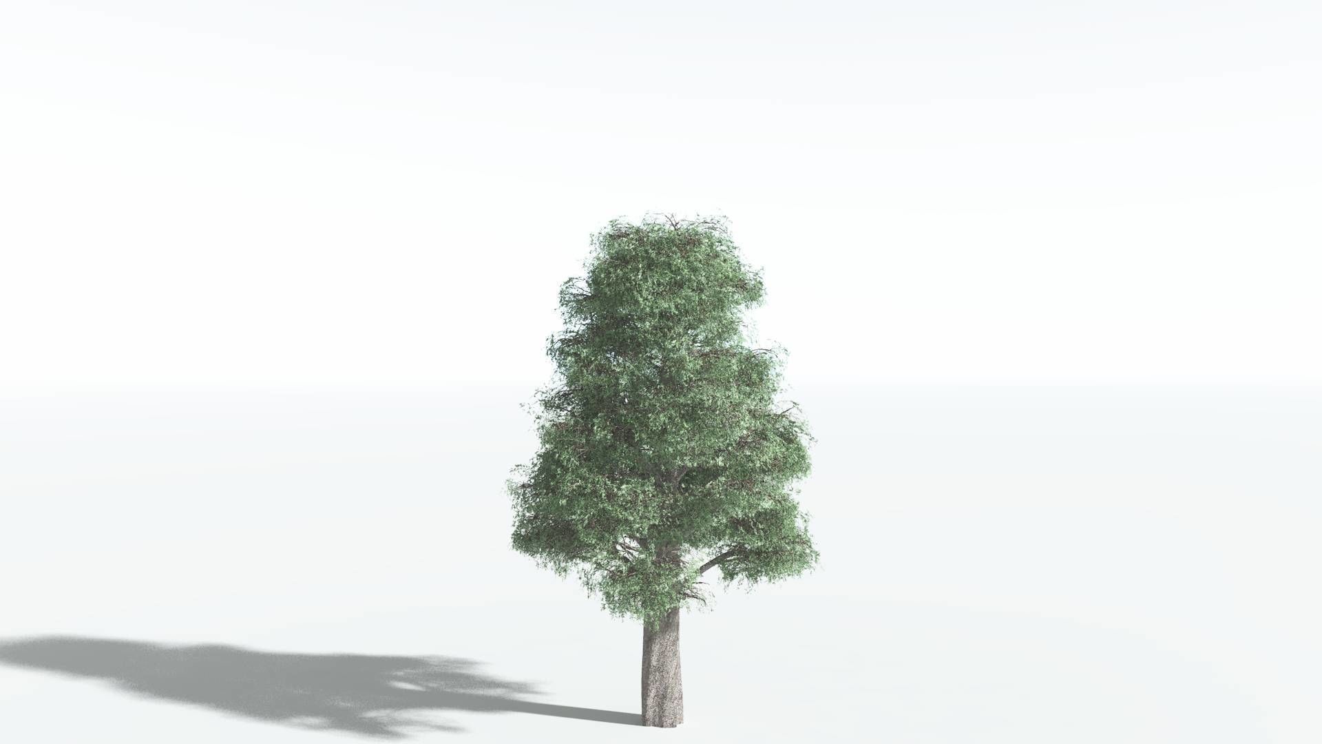 EVERYPlant Kauri 1 --12 Models-- 3D model_16