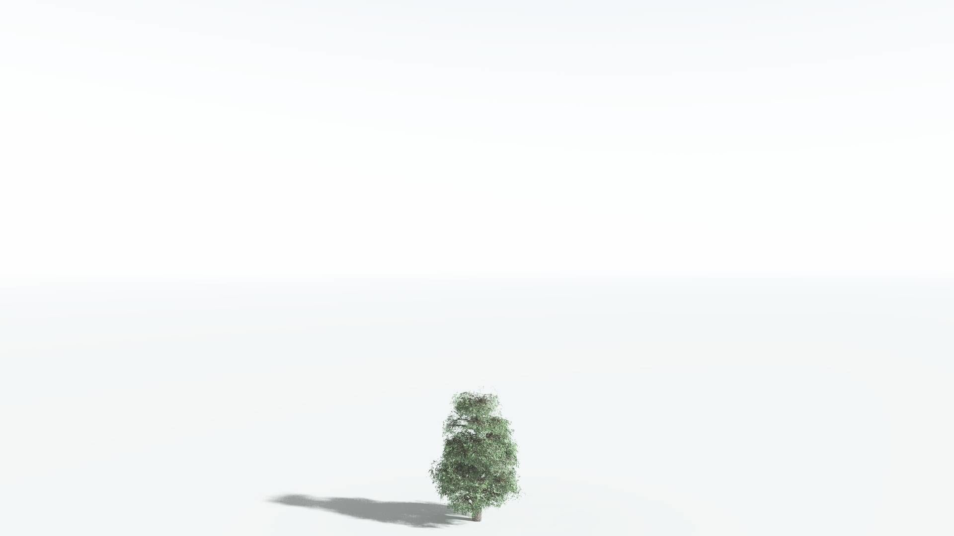 EVERYPlant Kauri 1 --12 Models-- 3D model_18