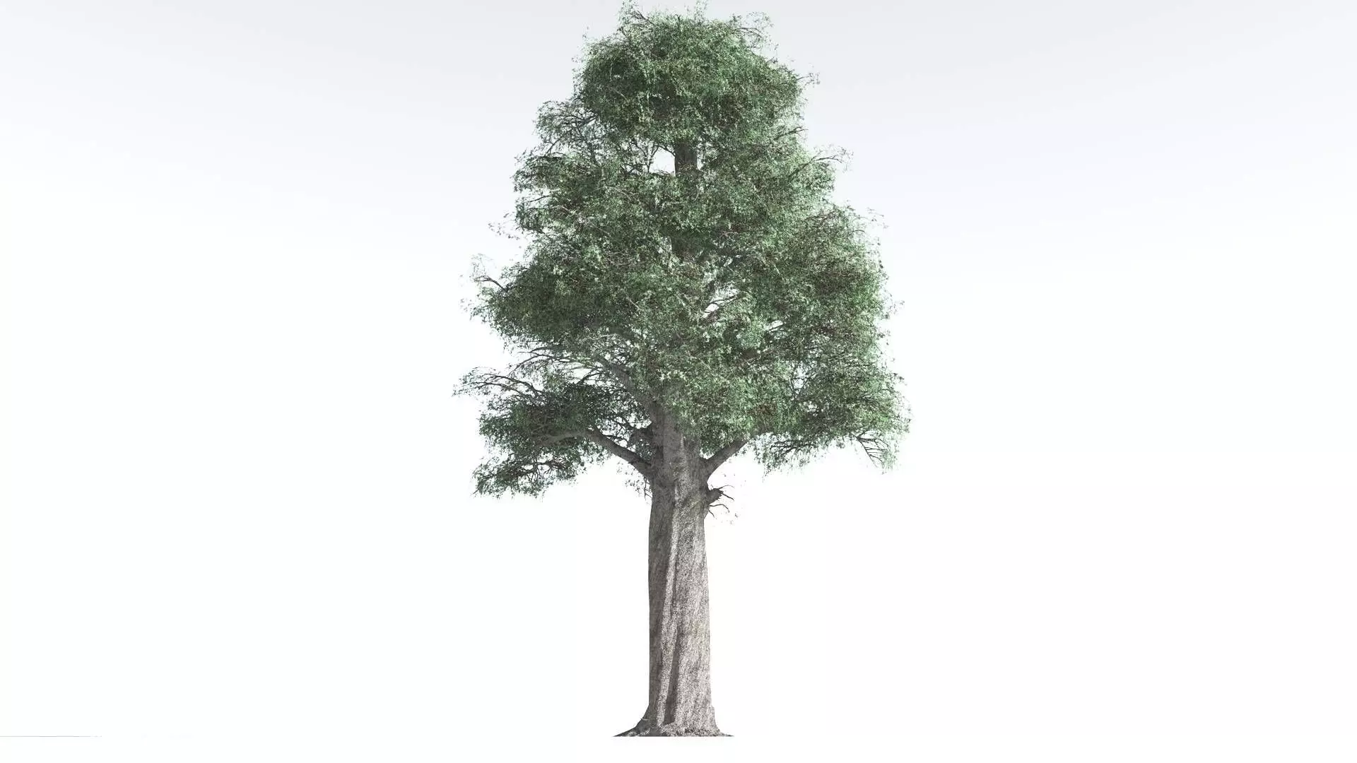 EVERYPlant Kauri 1 --12 Models-- 3D model_0