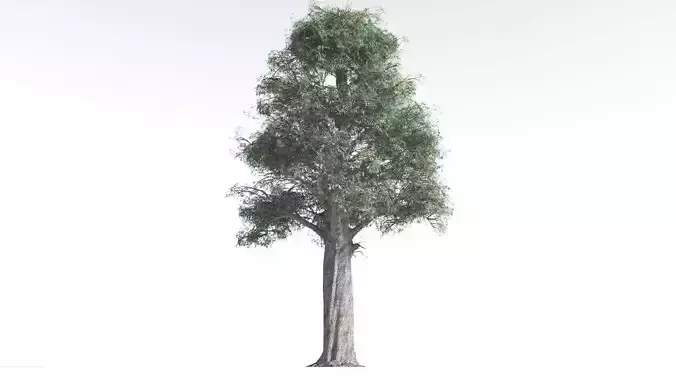 EVERYPlant Kauri 1 --12 Models--